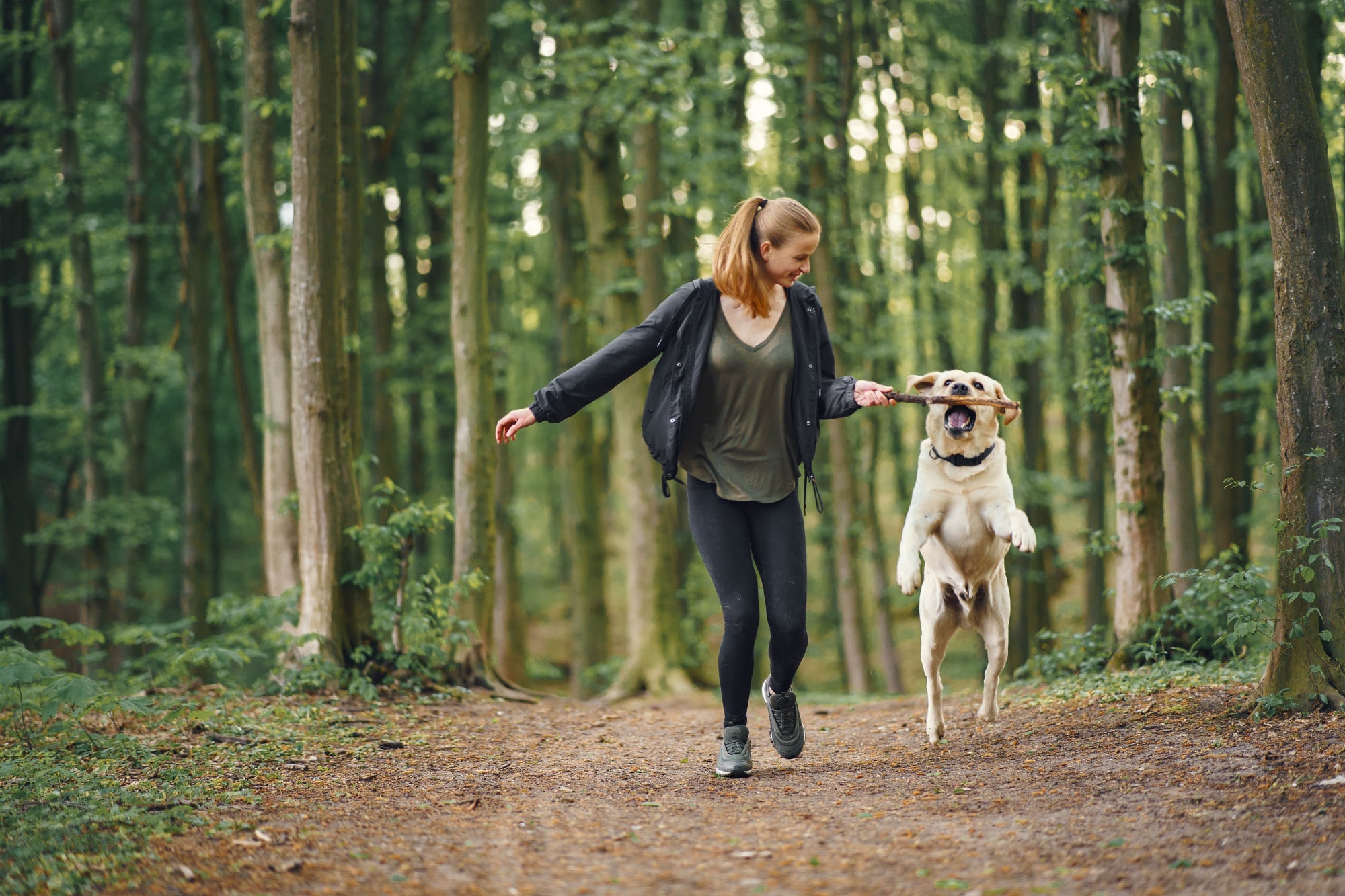 Muscler son chien en douceur : 5 exercices simples avec accessoires adaptés