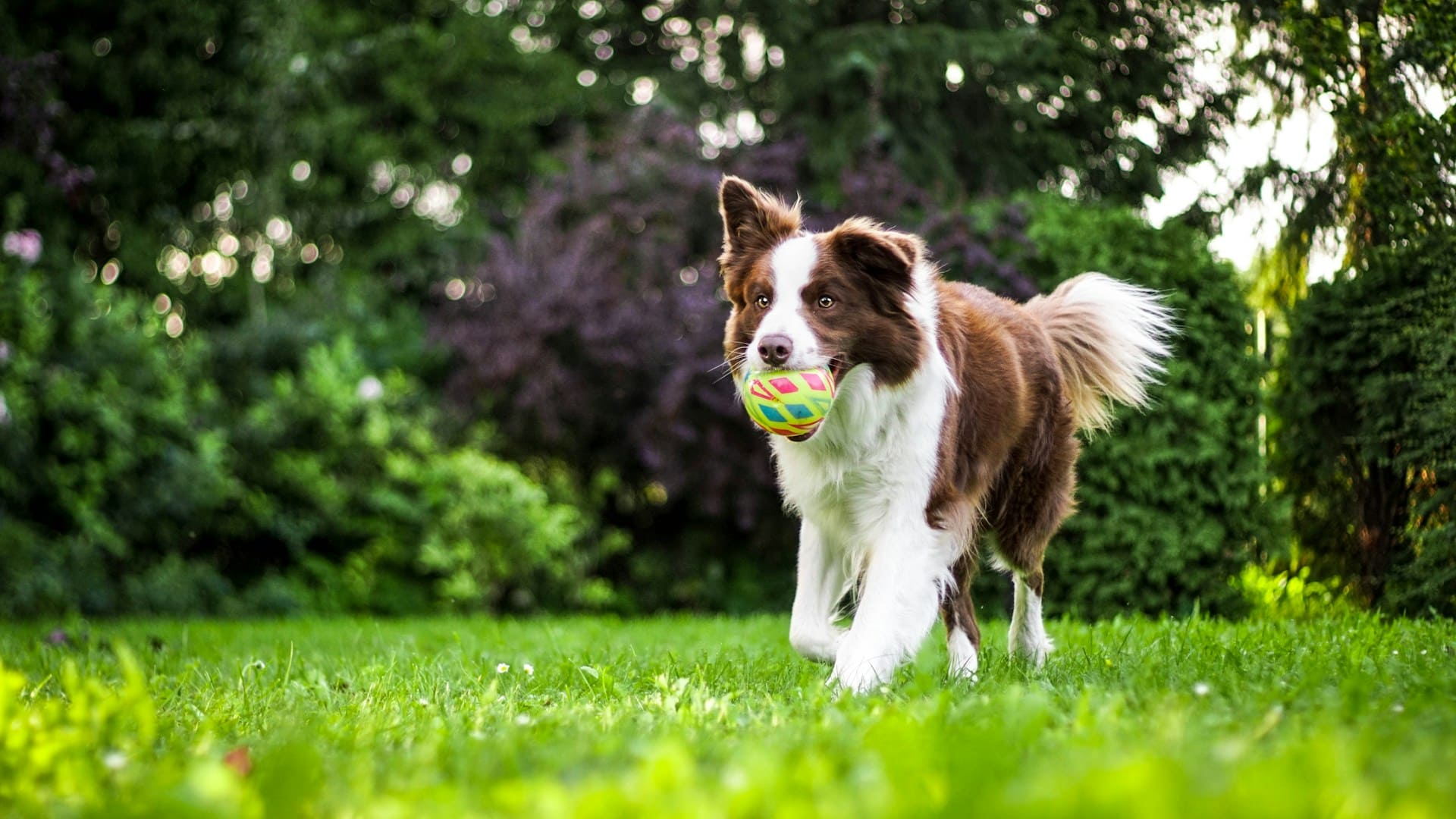 Tapis de course pour chien : Quelle taille et vitesse choisir selon sa race ?