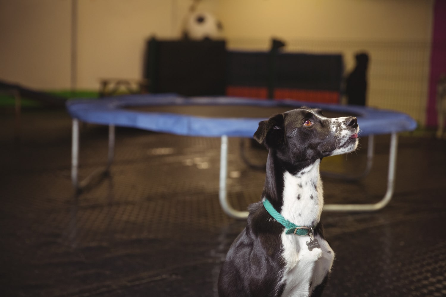 Sport canin en intérieur : Comment garder son chien actif toute l’année ?