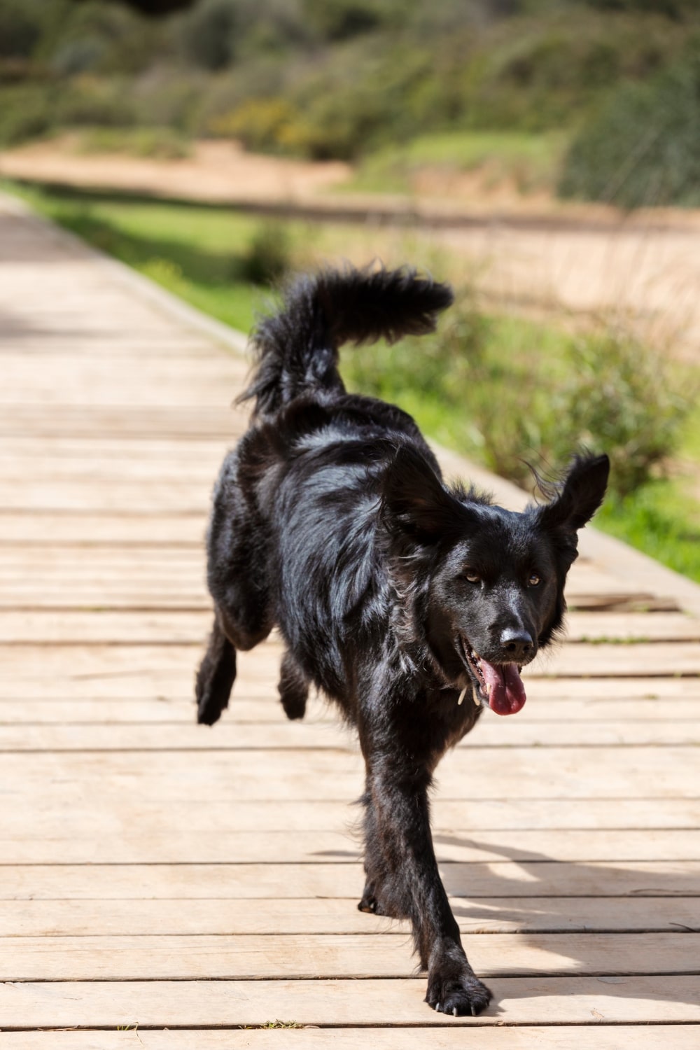 Tapis de course pour chien : Pourquoi et comment l’utiliser ?