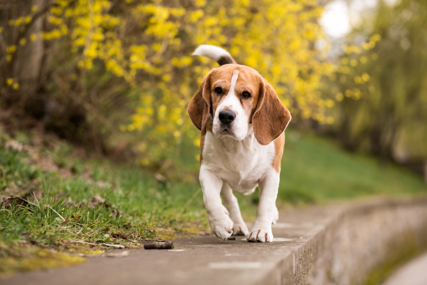Tapis de course pour chien ou promenade classique : Que choisir ?