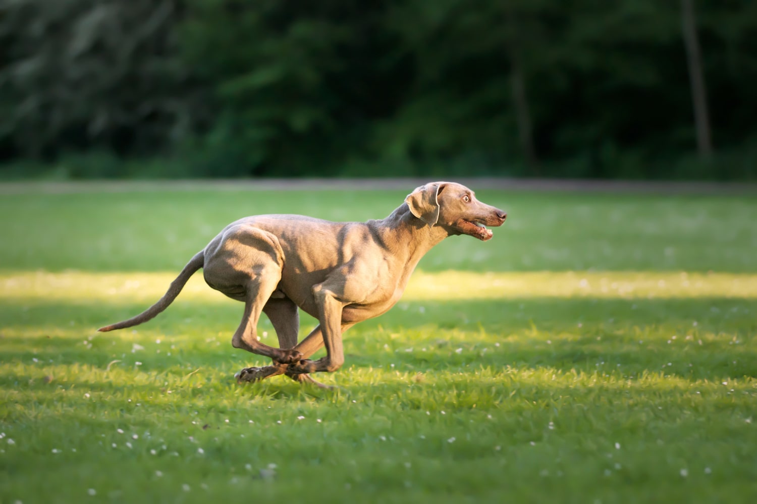 Les 3 meilleurs tapis de course pour chien en 2024 : Comparatif & Avis